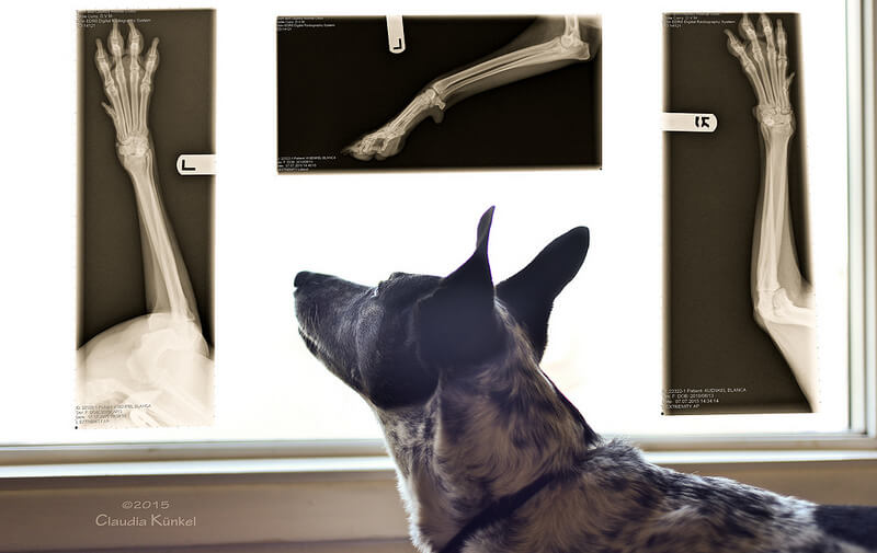 veterinarian visit