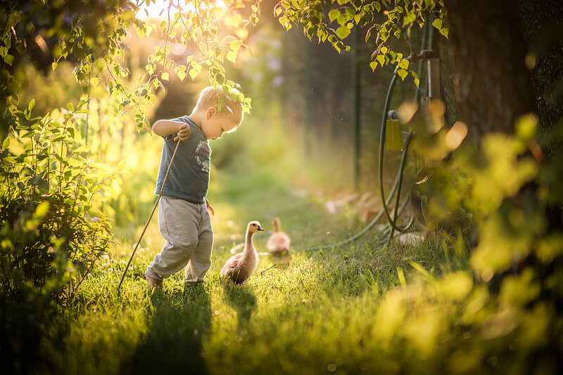 boy herding geese