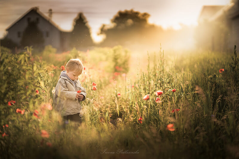 poppies