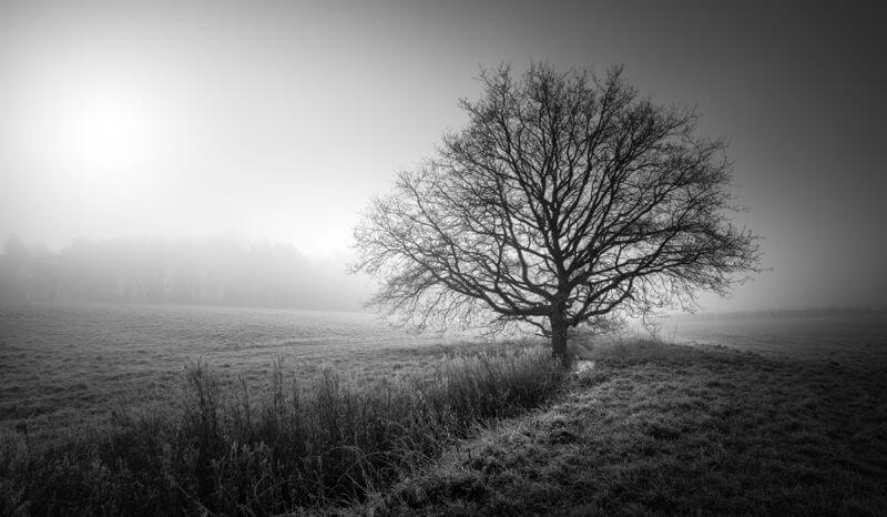 Guist Woodland