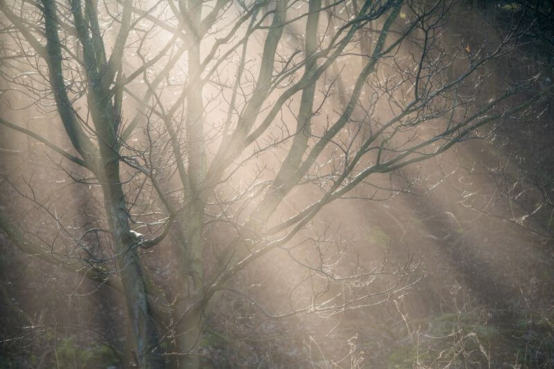 light through tree branches
