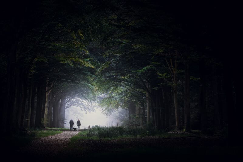 Felbrigg Woods