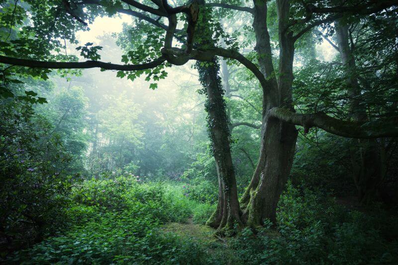 Sherringham Woods
