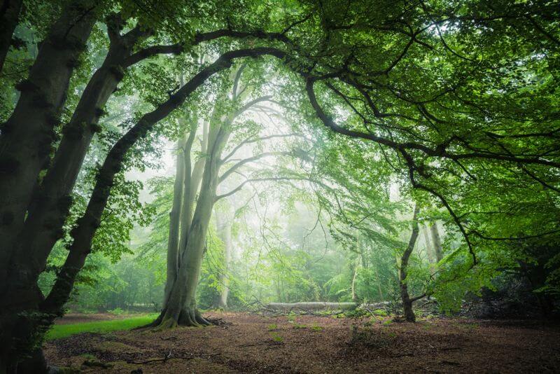 Felbrigg Woods