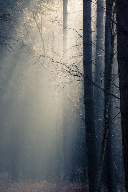 Horsford Woods