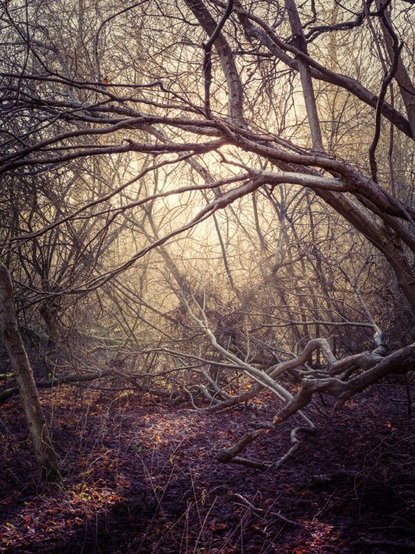 Herringfleet Woods