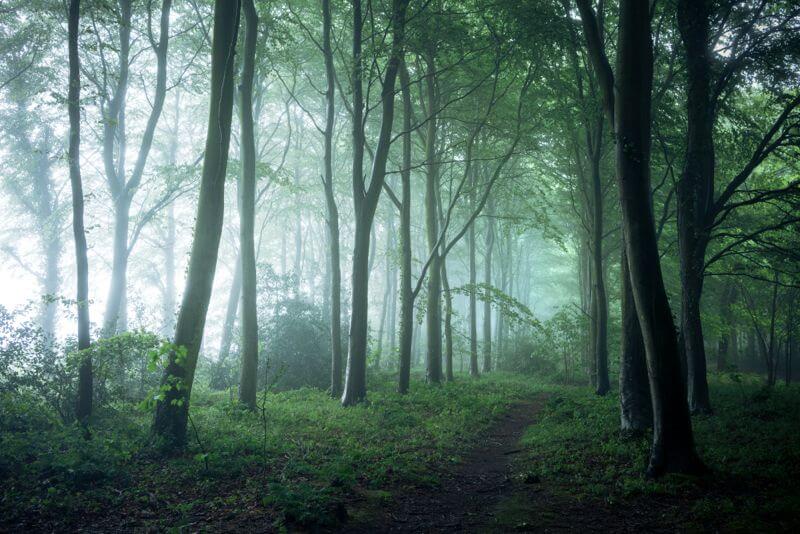 Bacton Wood