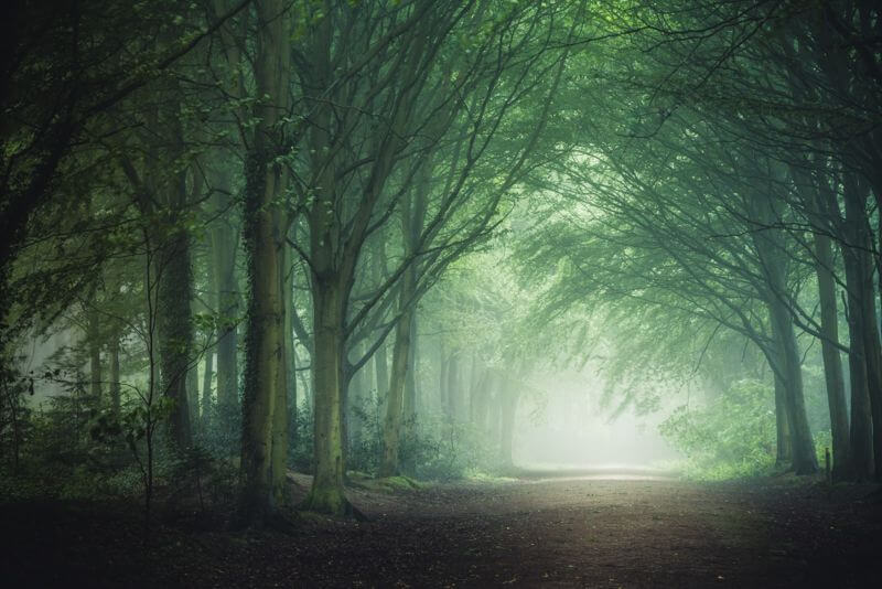 Bacton Wood
