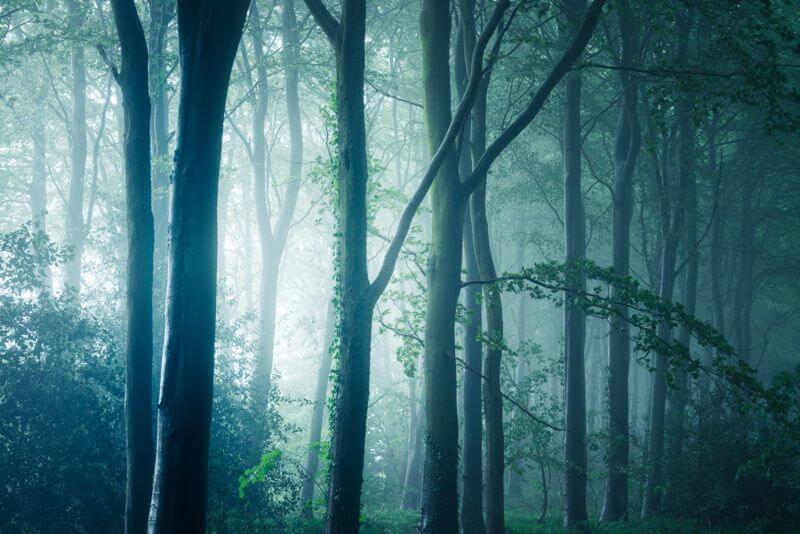 Bacton Wood