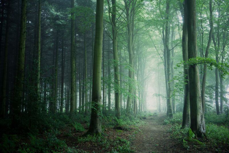Bacton Wood