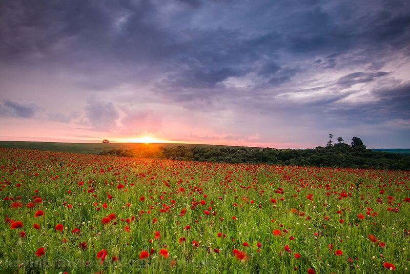 Sunrise over a poppy field near Wherwell, Hampshire.