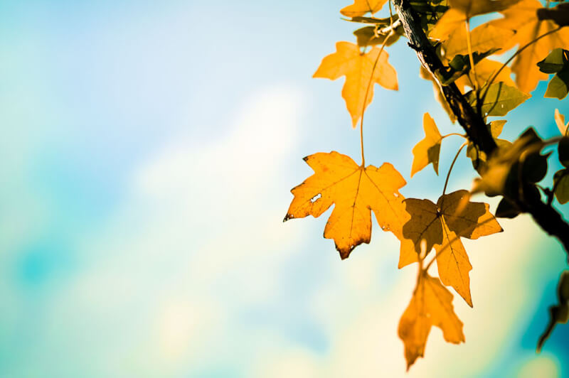 an autumn day by jordan parks