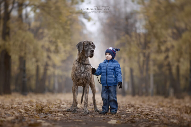 big dogs and little kids