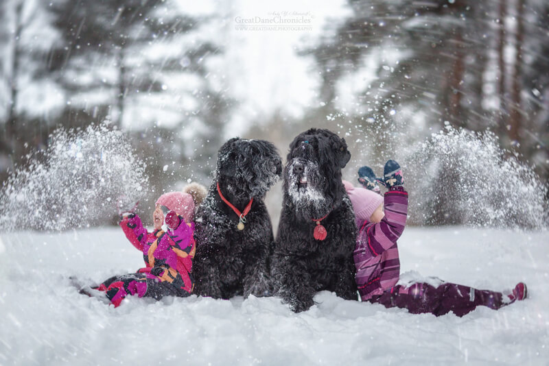 big dogs and little kids