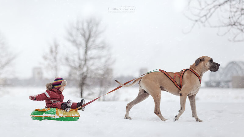 big dogs and little kids