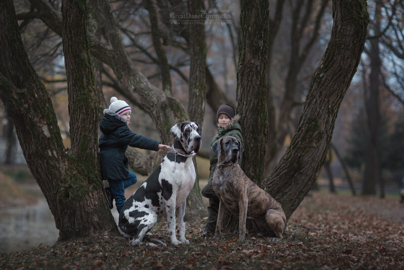 big dogs and little kids