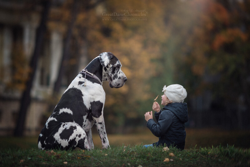 big dogs and little kids