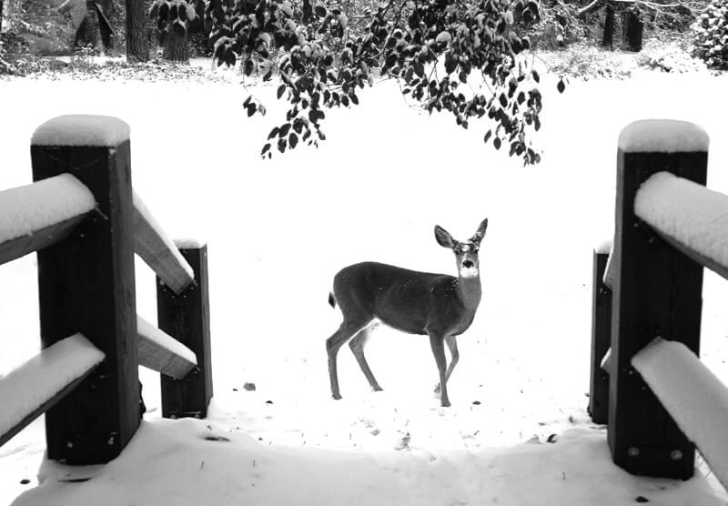 Rennett Stowe - deer bridge