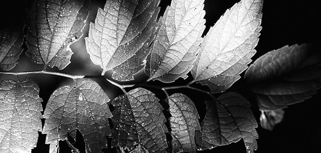 black and white photo