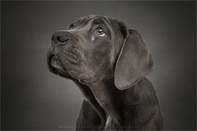 Cane Corso