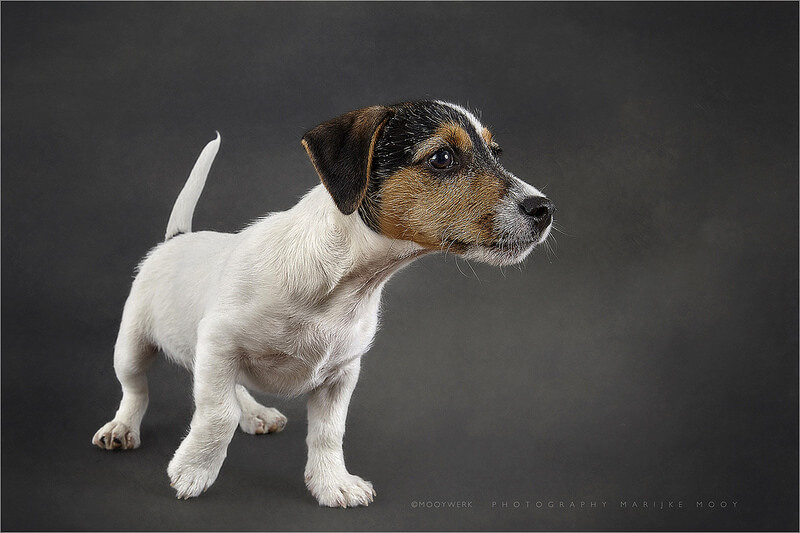 rough coated Jack Russell terrier