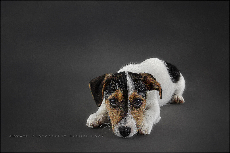 Four months old puppy