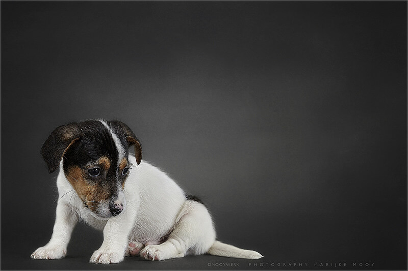 Jack Russell terrier two months puppy