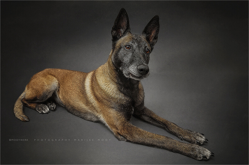 Belgian Shepherd Malinois