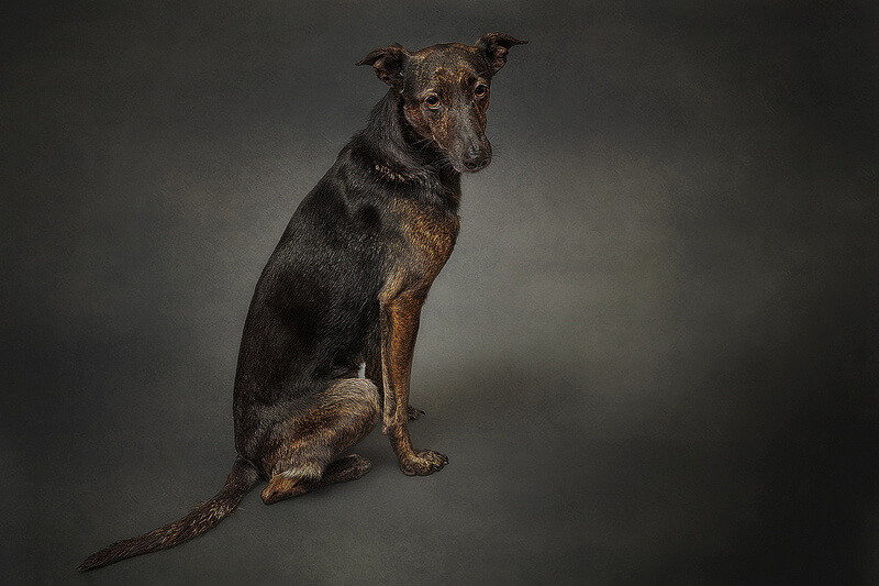 crossbreed gaze hound Galgo español.