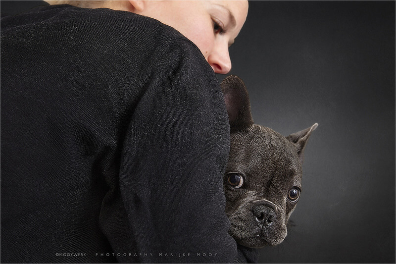 French Bulldog four months old