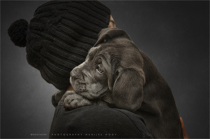 Cane Corso two months old