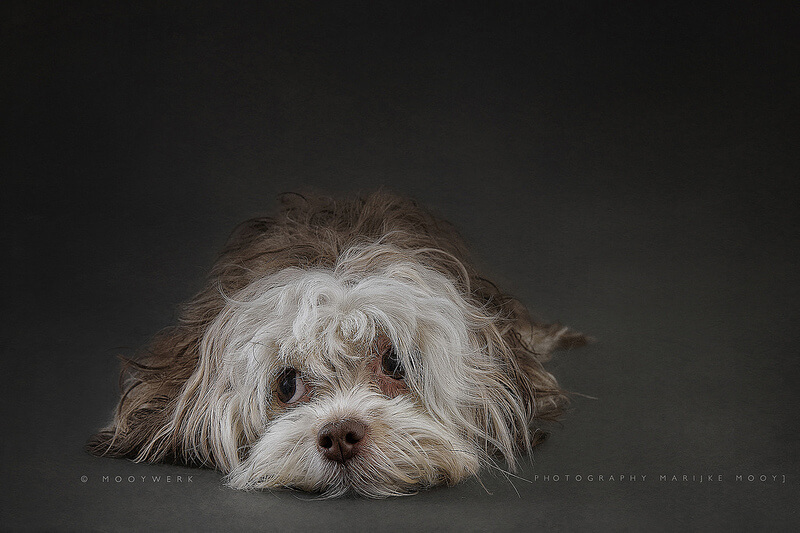 Bolonka Zwetna portrait