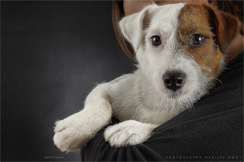 Jack Russell terrier