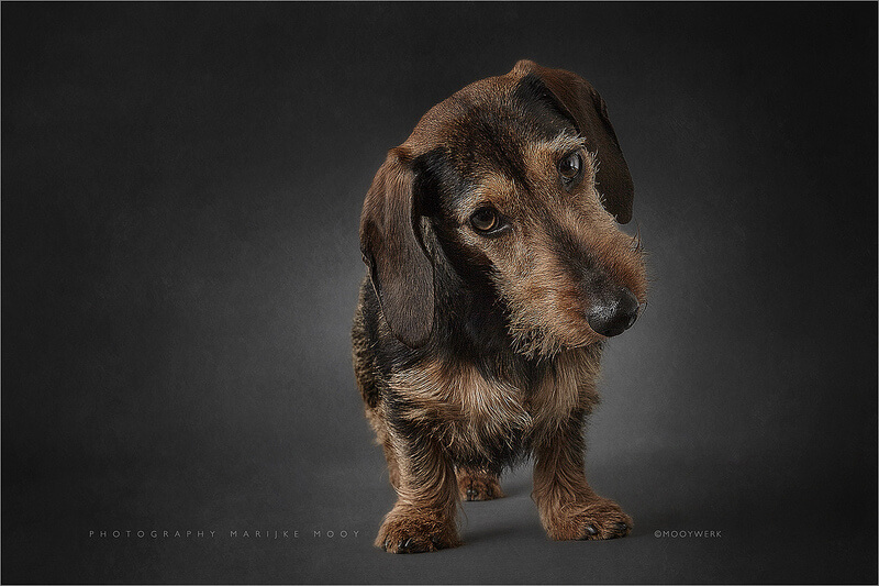 Wirehaired miniature Dachshund