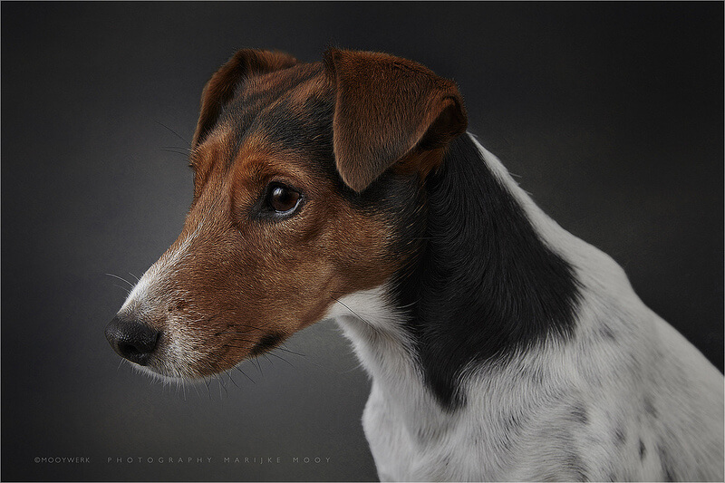 fox terrier