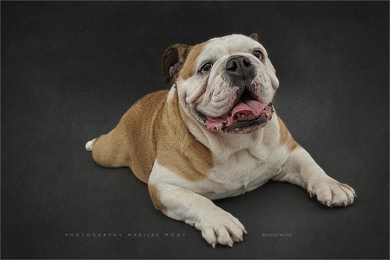 British Bulldog