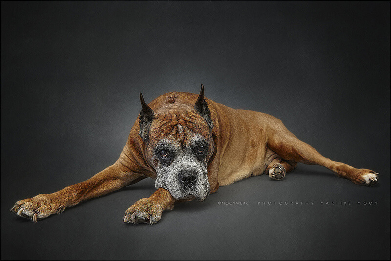 big dog portrait