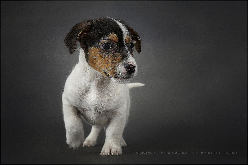 Jack Russell terrier