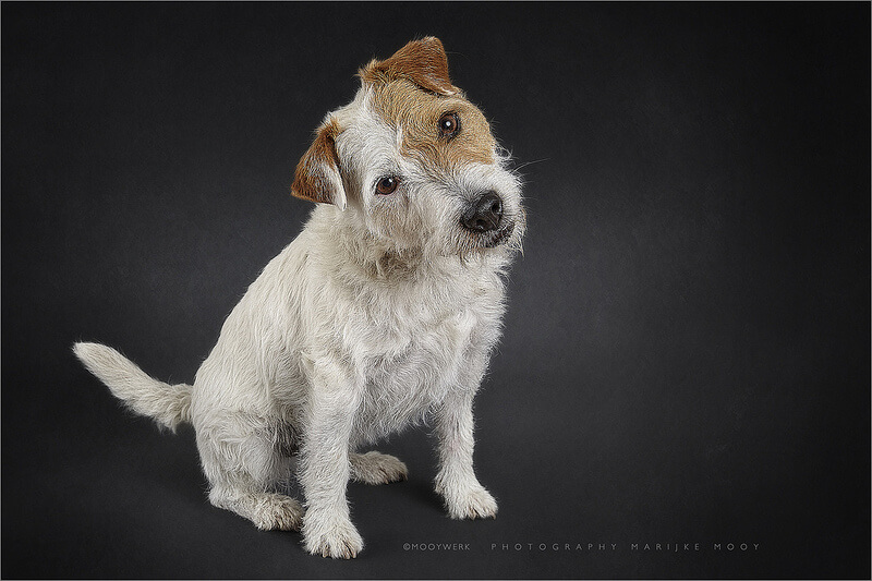 rough coated Parson Russell terrier