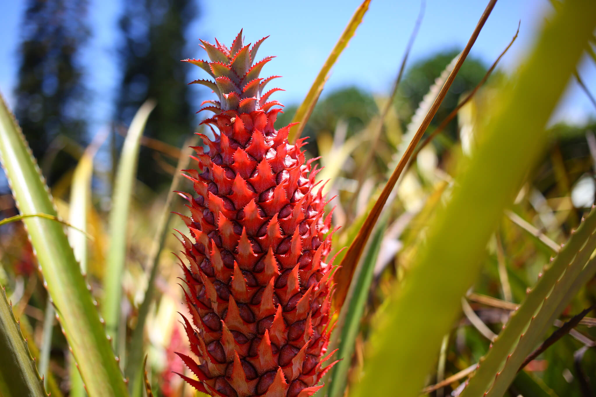 dole plantation pineapple