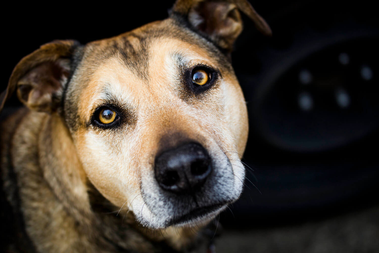 adorable dog photo