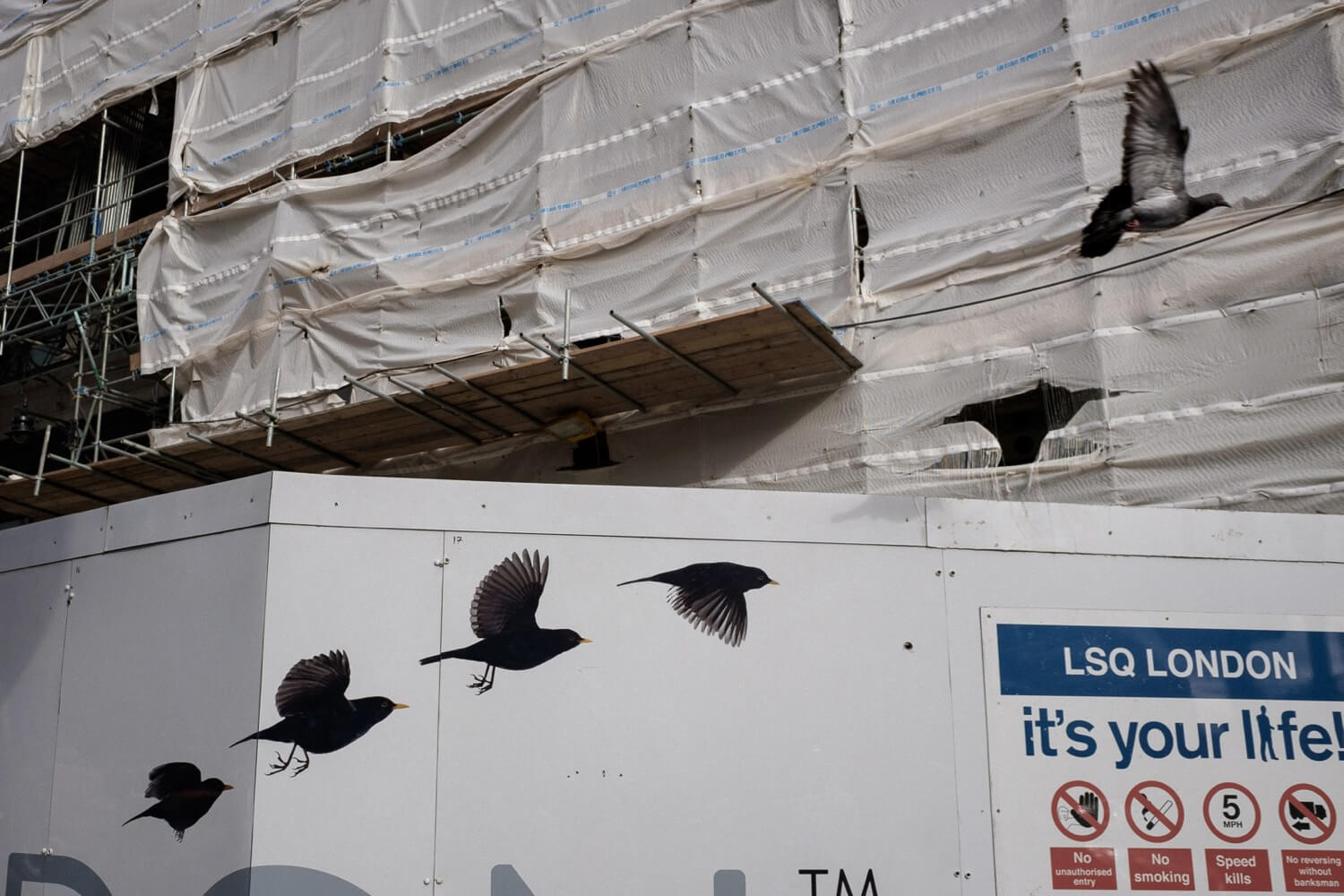 Pau Buscató - birds in london