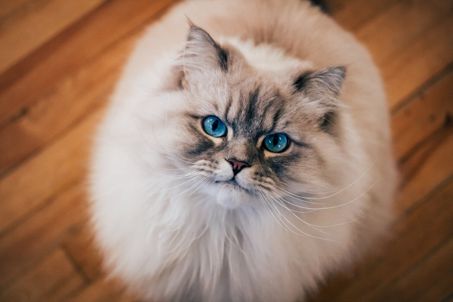 cat picture