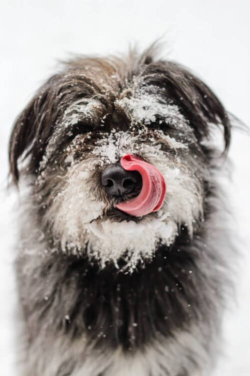 dog and snow