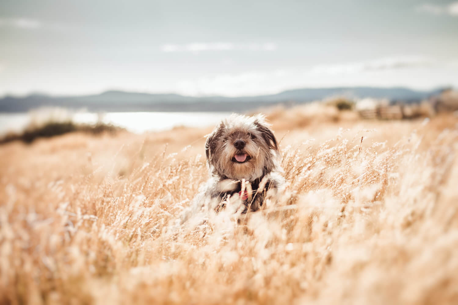 sarah bourque dog picture