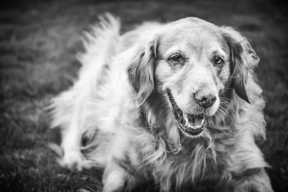 golden retriever