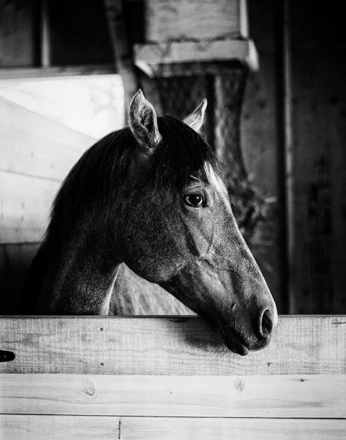 horse in stable