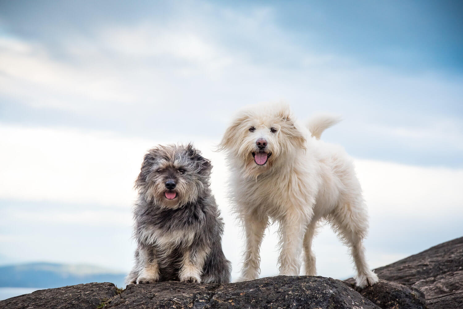 wally and roops