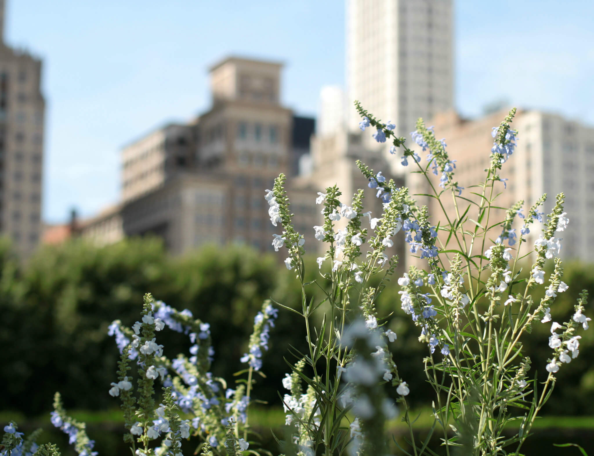 Clarice Barbato-Dunn - View From Lurie Garden, Millenium Park