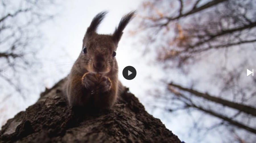 wildlife portraits